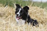 BORDER COLLIE 619